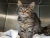 There has been an explosion of cuteness at the Somerset Regional Animal Shelter as they have just taken in 72 cats and kittens this week.