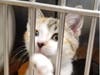 There has been an explosion of cuteness at the Somerset Regional Animal Shelter as they have just taken in 72 cats and kittens this week.