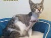 There has been an explosion of cuteness at the Somerset Regional Animal Shelter as they have just taken in 72 cats and kittens this week.