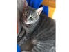 Meet Marceline! She has been chosen as Bridgewater Patch's Pet Of The Week. 