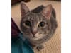 Meet Marceline! She has been chosen as Bridgewater Patch's Pet Of The Week. 