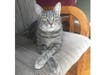 Meet Marceline! She has been chosen as Bridgewater Patch's Pet Of The Week. 