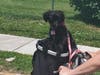 Meet Bella Luna! She has been chosen as Clark-Garwood Patch's Pet Of The Week. 