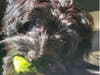 Meet Bella Luna! She has been chosen as Clark-Garwood Patch's Pet Of The Week. 