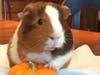 Meet Pinky! He has been chosen as Hillsborough Patch's Pet Of The Week. 