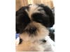 Meet Beckham! He has been chosen as Hillsborough Patch's Pet Of The Week. 