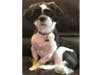 Meet Beckham! He has been chosen as Hillsborough Patch's Pet Of The Week. 