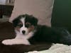Meet Captain! He has been chosen as Warren Patch's Pet Of The Week. 