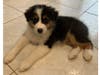 Meet Captain! He has been chosen as Warren Patch's Pet Of The Week. 