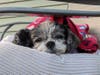 Meet Eileen! She has been chosen as Bridgewater Patch's Pet Of The Week. 