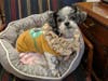 Meet Eileen! She has been chosen as Bridgewater Patch's Pet Of The Week. 