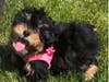 Meet George! He has been chosen as Scotch Plains-Fanwood Patch's Pet Of The Week. 