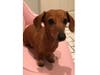 Meet Bella! She has been chosen as Bridgewater Patch's Pet Of The Week. 