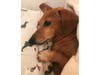 Meet Bella! She has been chosen as Bridgewater Patch's Pet Of The Week. 