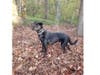 Meet Tully! He has been chosen as Clark-Garwood Patch's Pet Of The Week. 