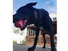 Meet Tully! He has been chosen as Clark-Garwood Patch's Pet Of The Week. 