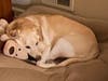 Meet Marley! She has been chosen as Scotch Plains-Fanwood Patch's Pet Of The Week. 