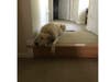 Meet Marley! She has been chosen as Scotch Plains-Fanwood Patch's Pet Of The Week. 