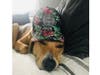 Meet Cooper! He has been chosen as Bridgewater Patch's Pet Of The Week. 