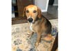 Meet Cooper! He has been chosen as Bridgewater Patch's Pet Of The Week. 