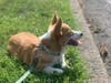 Meet Winnie! She has been chosen as Clark-Garwood Patch's Pet Of The Week. 