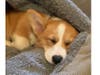 Meet Winnie! She has been chosen as Clark-Garwood Patch's Pet Of The Week. 