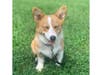 Meet Winnie! She has been chosen as Clark-Garwood Patch's Pet Of The Week. 