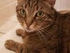 Meet Kirby! He has been chosen as Hillsborough Patch's Pet Of The Week. 