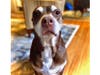 Meet Scout! She has been chosen as Scotch Plains-Fanwood Patch's Pet Of The Week. 