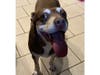 Meet Scout! She has been chosen as Scotch Plains-Fanwood Patch's Pet Of The Week. 
