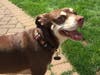 Meet Scout! She has been chosen as Scotch Plains-Fanwood Patch's Pet Of The Week. 