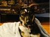 Meet Elle! She has been chosen as Clark-Garwood Patch's Pet Of The Week. 