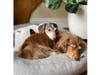 Meet Leia and Chewbacca! They have been chosen as Scotch Plains-Fanwood Patch's Pets Of The Week. 