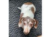 Meet Leia and Chewbacca! They have been chosen as Scotch Plains-Fanwood Patch's Pets Of The Week. 