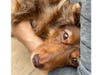 Meet Leia and Chewbacca! They have been chosen as Scotch Plains-Fanwood Patch's Pets Of The Week. 