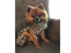 Meet Sierra! She has been chosen as Bridgewater Patch's Pet Of The Week. 