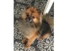 Meet Sierra! She has been chosen as Bridgewater Patch's Pet Of The Week. 