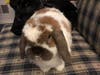 Meet Lexi! She has been chosen as Clark-Garwood Patch's Pet Of The Week. 