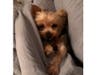 Meet Mini! She has been chosen as Patch's Pet Of The Week. 