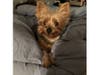 Meet Mini! She has been chosen as Patch's Pet Of The Week. 