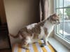 At 8 years old, Buddy, lost the only home he knew until Nancy Kaminetsky adopted him from Somerset Regional Animal Shelter.