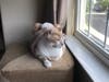 At 8 years old, Buddy, lost the only home he knew until Nancy Kaminetsky adopted him from Somerset Regional Animal Shelter.