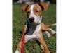 Meet Kolby! He has been chosen as Hillsborough Patch's Pet Of The Week. 