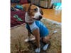 Meet Kolby! He has been chosen as Hillsborough Patch's Pet Of The Week. 