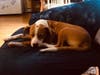 Meet Kolby! He has been chosen as Hillsborough Patch's Pet Of The Week. 