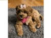 Meet Joy! She has been chosen as Bridgewater Patch's Pet Of The Week. 