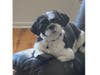Meet Beckham! He has been chosen as Hillsborough Patch's Pet Of The Week. 