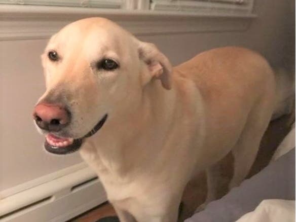 Meet Maya! She has been chosen as Warren Patch's Pet Of The Week. 