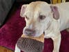 Meet Beckz! He has been chosen as Scotch Plains-Fanwood Patch's Pet Of The Week. 