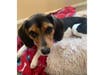 Meet Joy! She has been chosen as Bridgewater Patch's Pet Of The Week. 